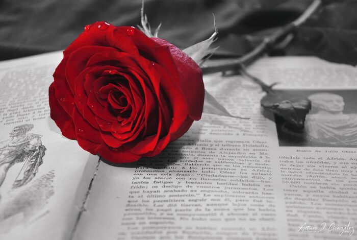 Reading beauty